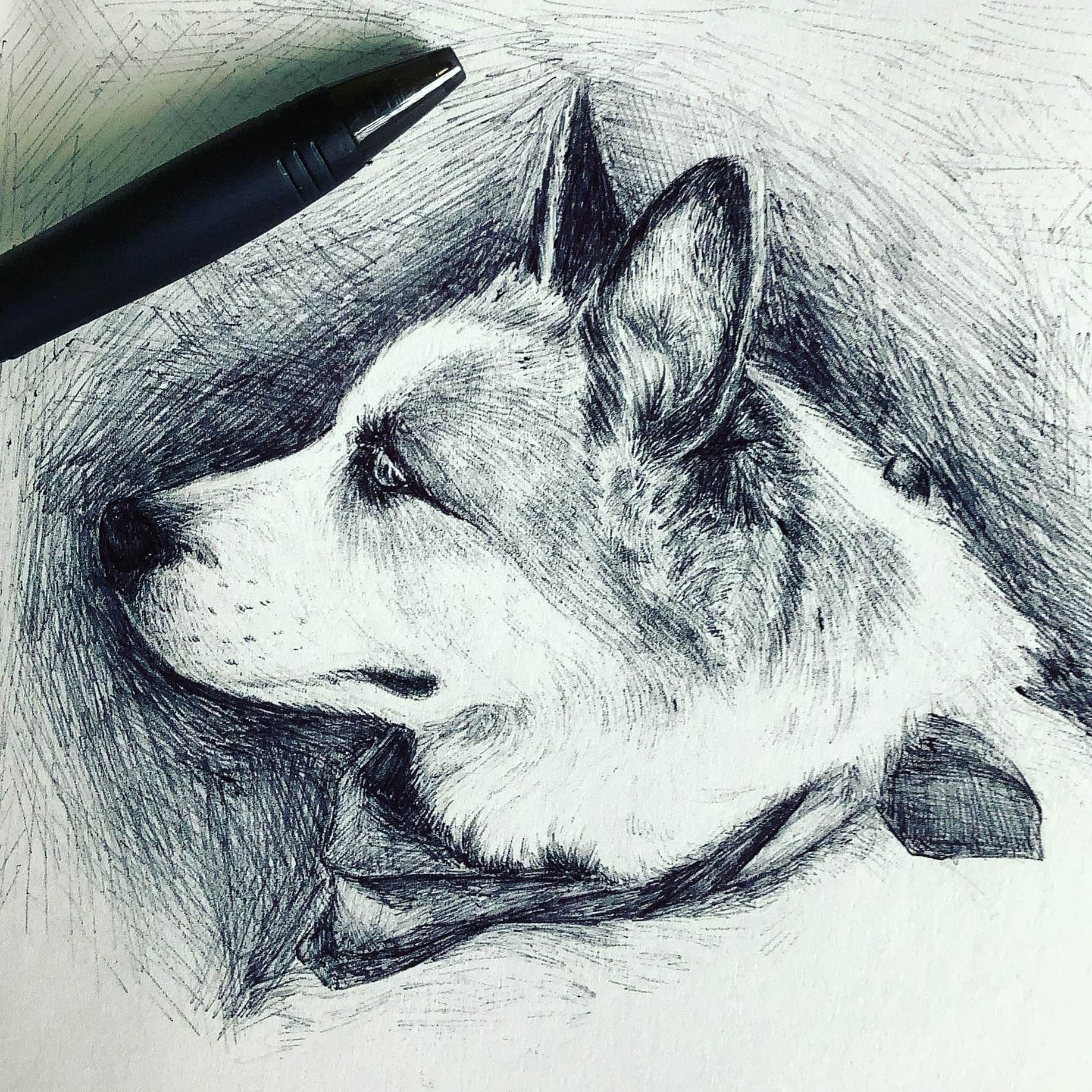 A biro drawing of a border collie. He has a proud side profile, with his ears pricked up. He wears a bandana tied loosely around his neck.