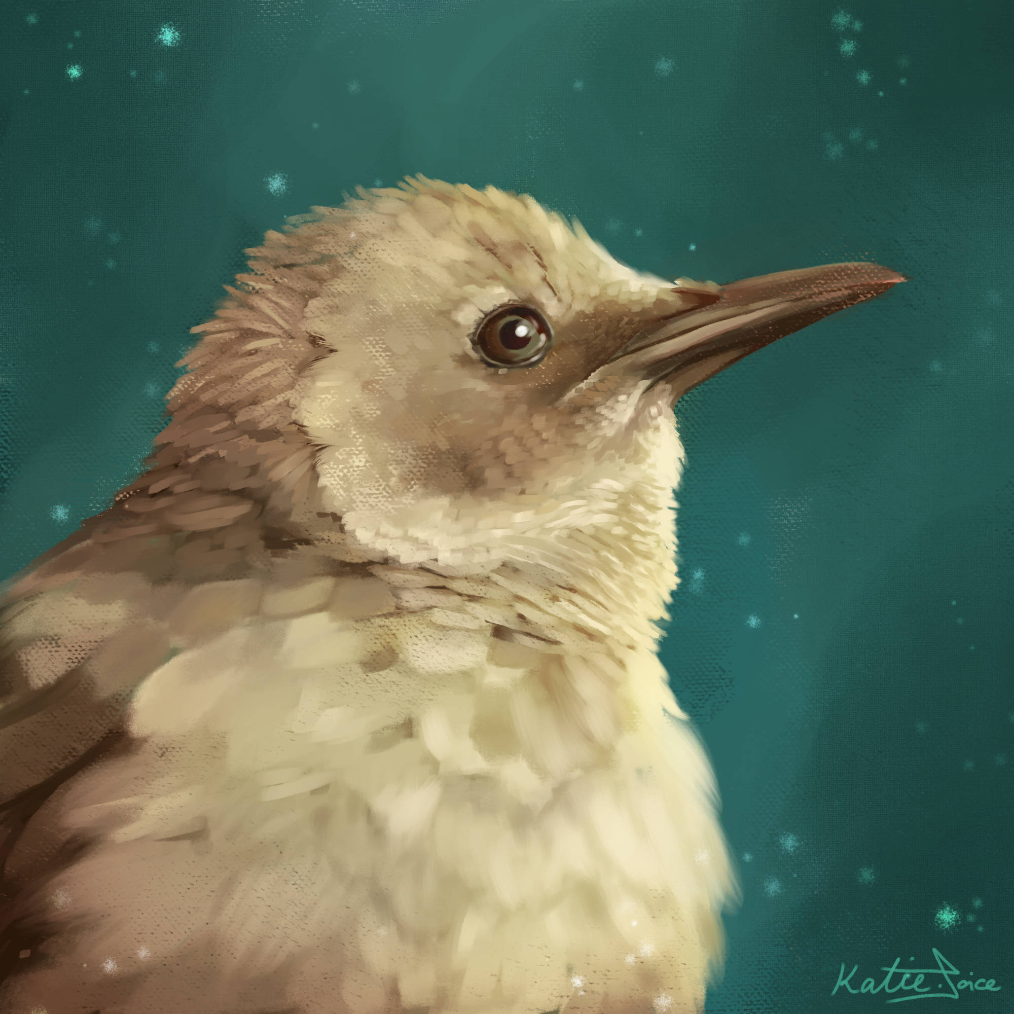 A digital painting of a starling with it's feathers fluffed up