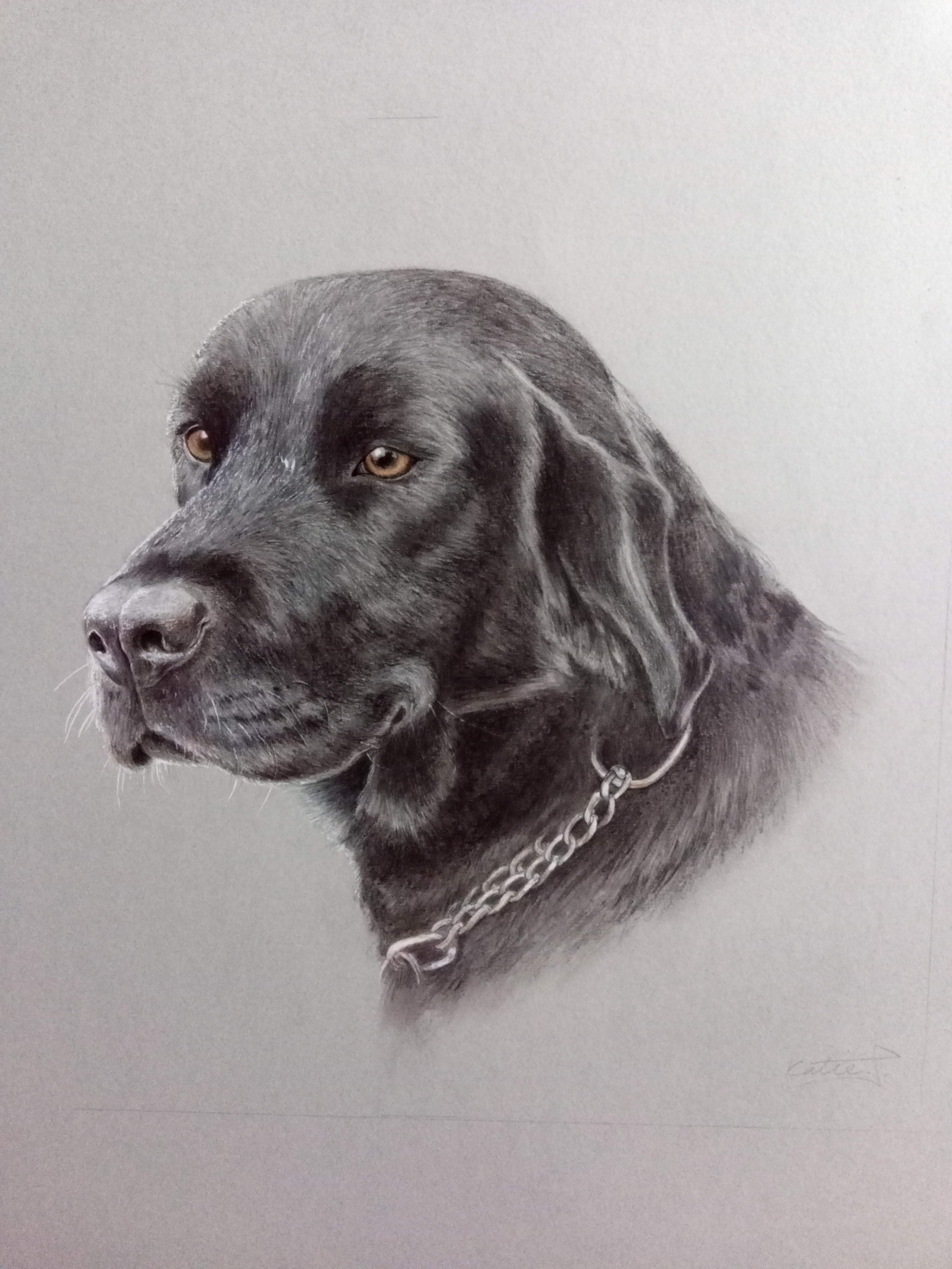 A black labrador with a soft face looks behind you, he has big brown eyes with a kindness in them.