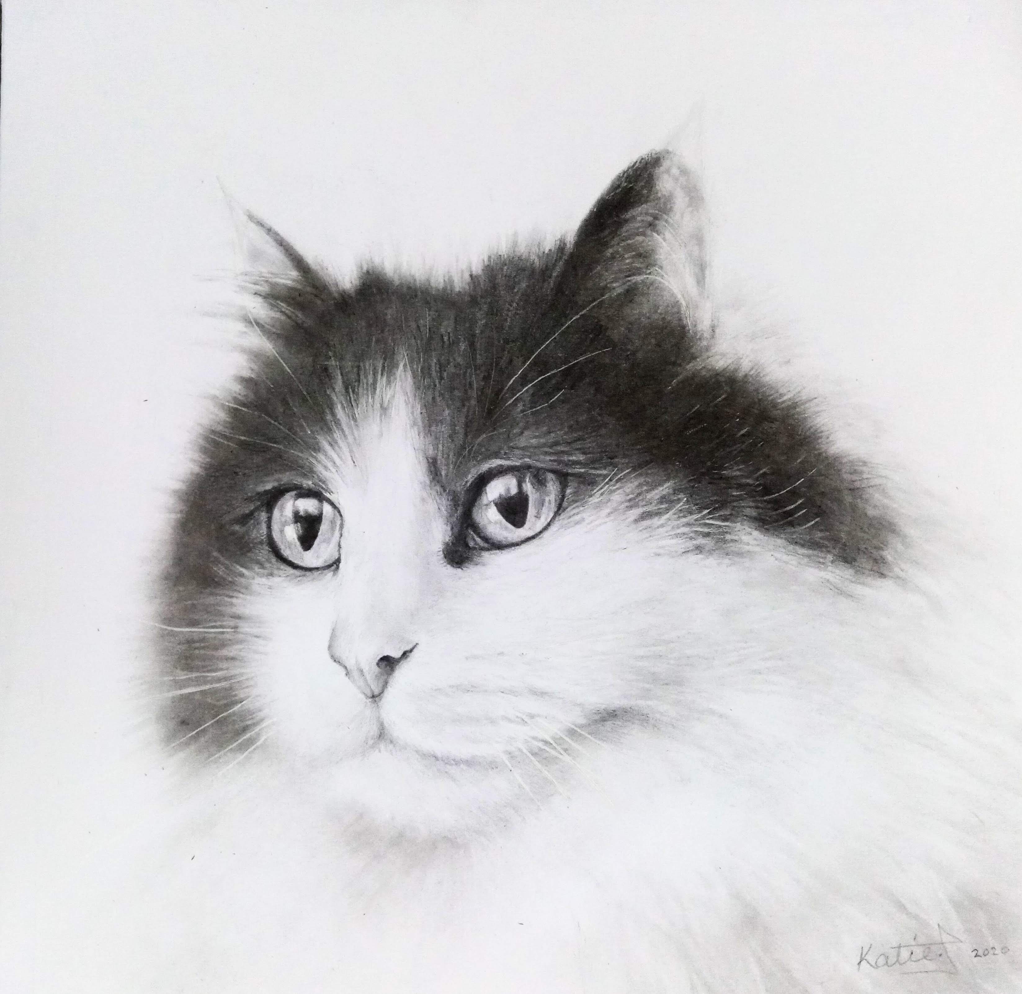 A black and white drawing of a cat, her ears and around her eyes are dark, but the rest of her face is white.