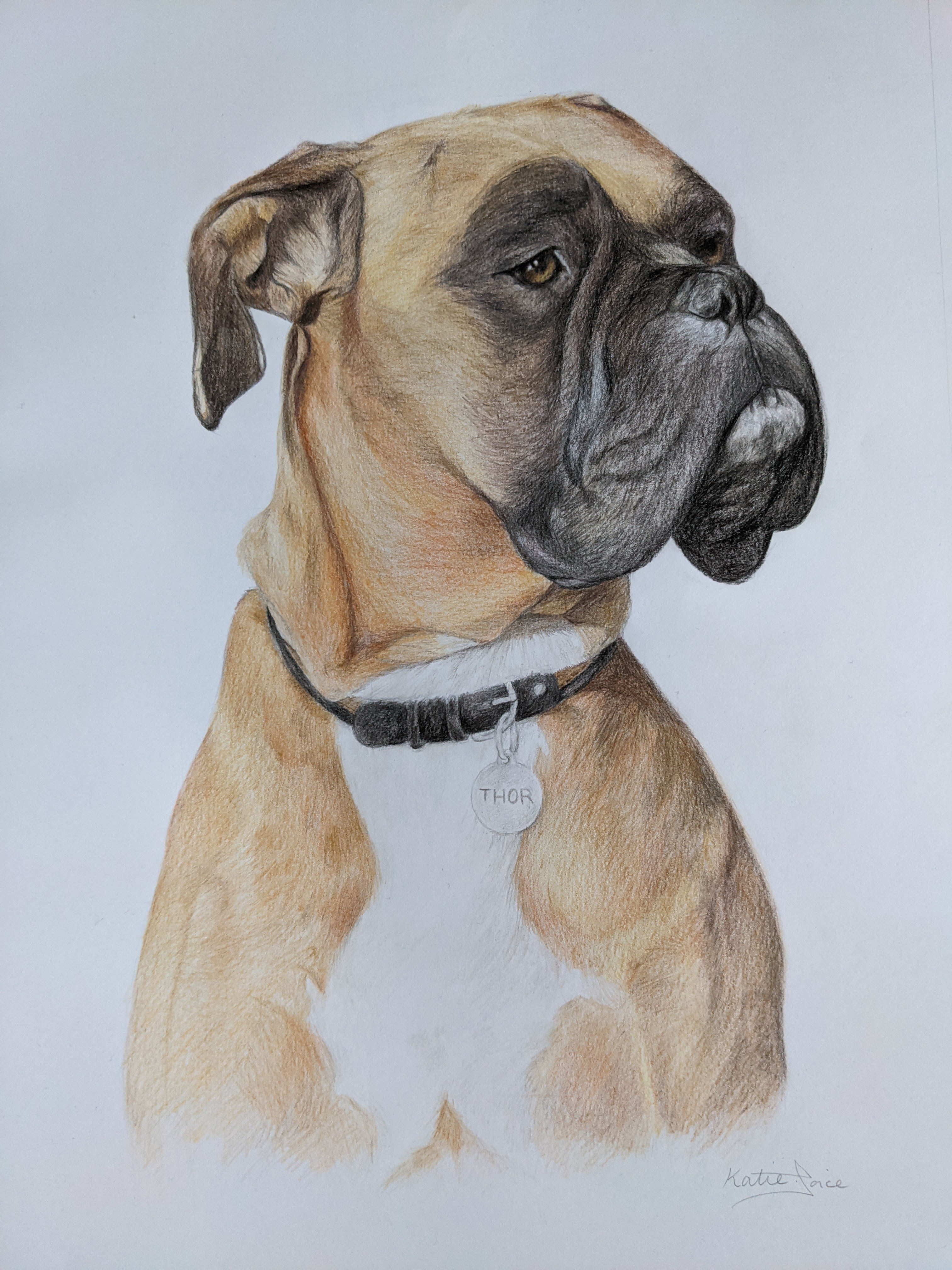 A coloured pencil drawing of a tan boxer looking off into the distance, he looks very proud and regal.
