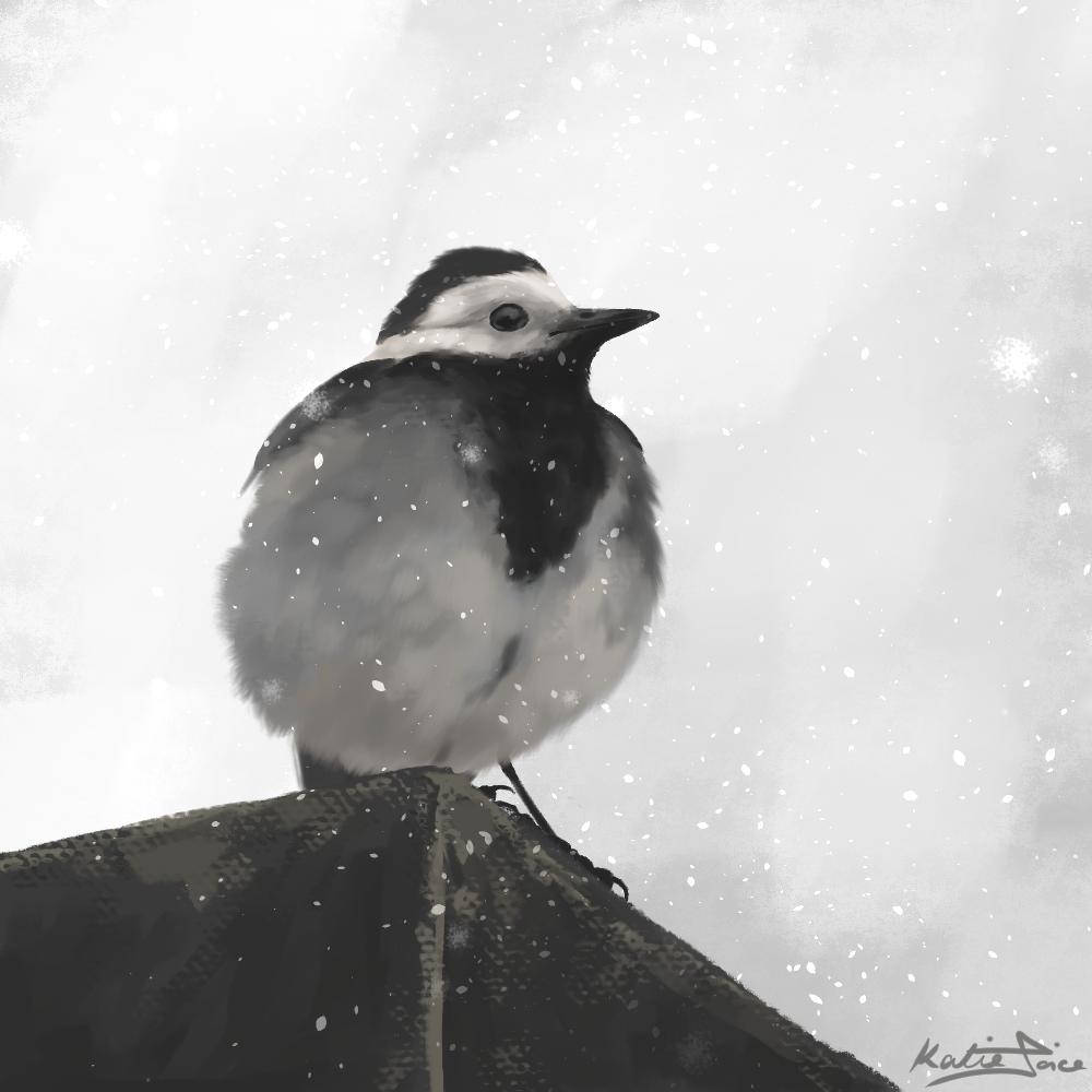A fluffed up wagtail sits on the corner of a roof, snow floats down around him as he looks out into the distance.